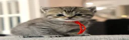 British Shorthair cats for sale: Gorgeous Golden Tabby ✨ British Shorthair Kitten ⭐ - Advert 19