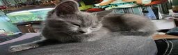 Mixed Breed cats for sale: Last 3/4 persian kittens ready now - Advert 13