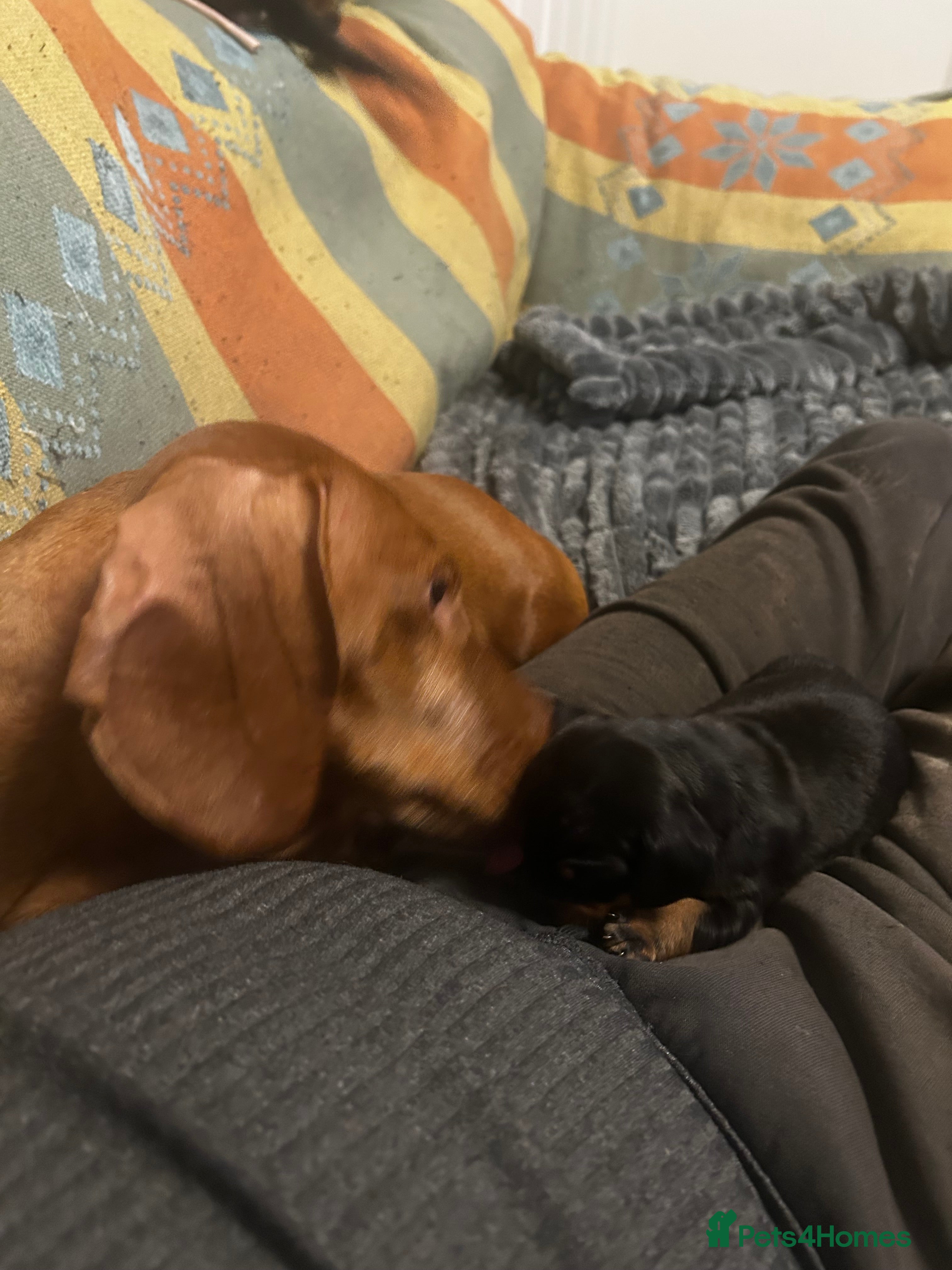 Dachshund dogs STUNNING B&T MALE KC SMOOTH STANDARD  - Advert 2