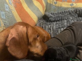 Dachshund dogs STUNNING B&T MALE KC SMOOTH STANDARD - Advert 2