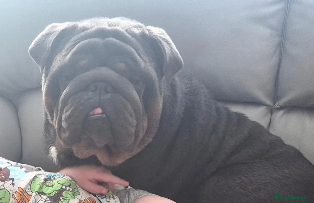 English Bulldog dogs for stud: PROVEN KC Blue & Tan Bulldog for Stud - Advert 2