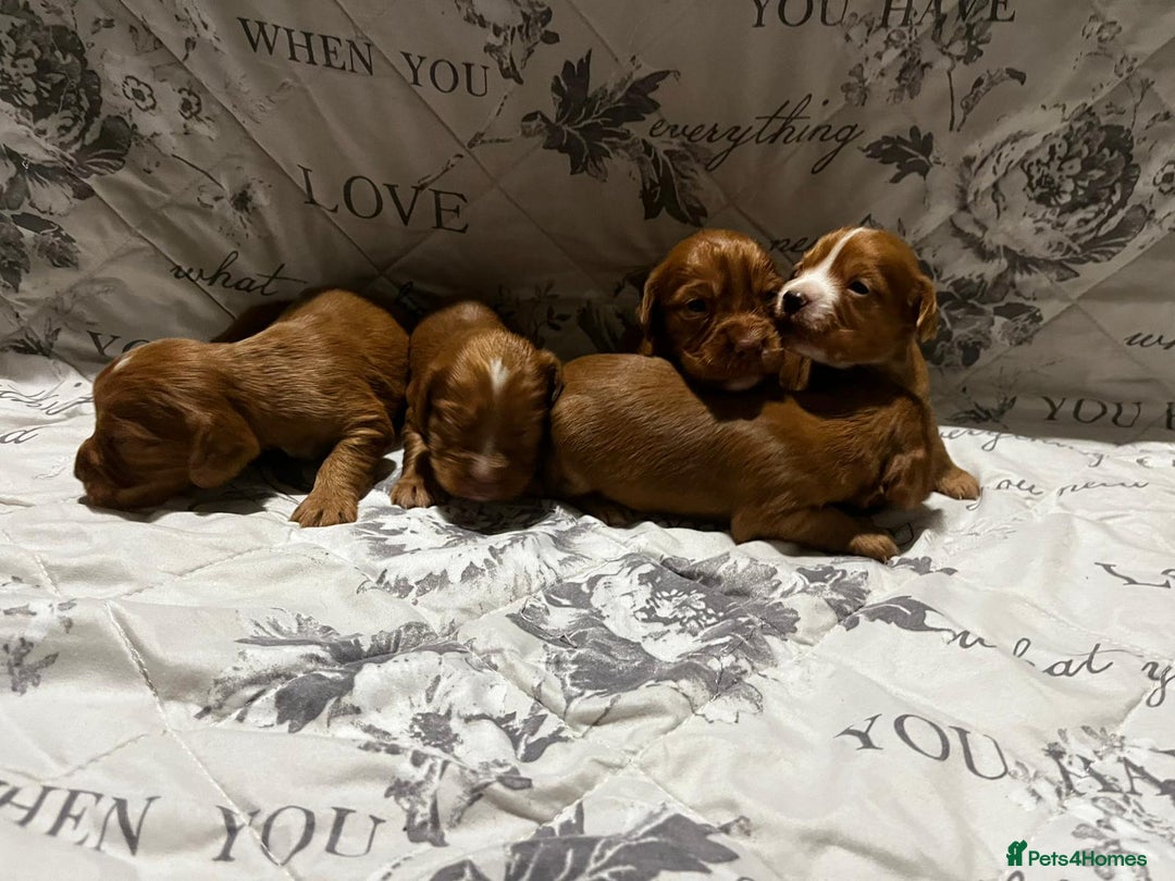 Cocker Spaniel dogs for sale:  cocker spaniel  - Advert 6