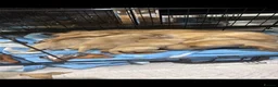 Dachshund dogs for stud: Long haired cream miniature dachshund for stud - Advert 11