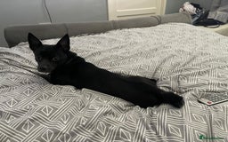 Chihuahua dogs for sale: Male Chihuahua Free to good home  - Image 2