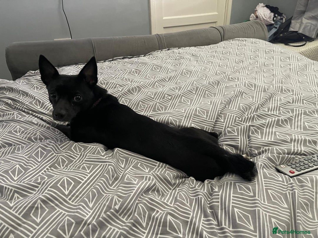 Chihuahua dogs for sale: Male Chihuahua Free to good home  - Image 2
