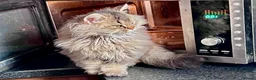 Selkirk Rex cats for sale: Gorgeous pure breed Selkirk rex kittens 😻 - Advert 3