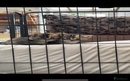 Mixed Breed cats for sale: kittens - Image 9