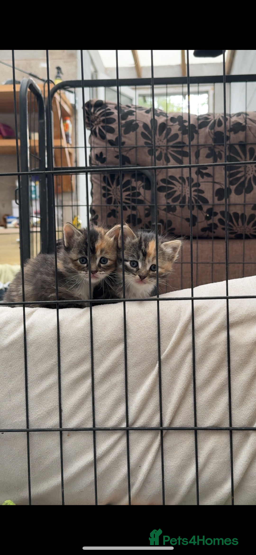 Mixed Breed cats for sale: kittens - Image 9