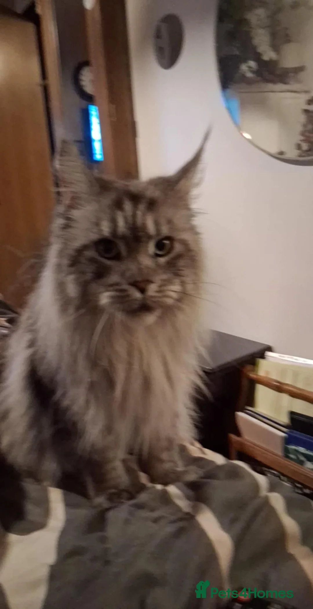 Maine Coon cats for sale: Pedigree Maine Coon xl - Advert 1