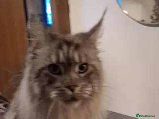 Maine Coon cats Pedigree Maine Coon xl - Advert 1