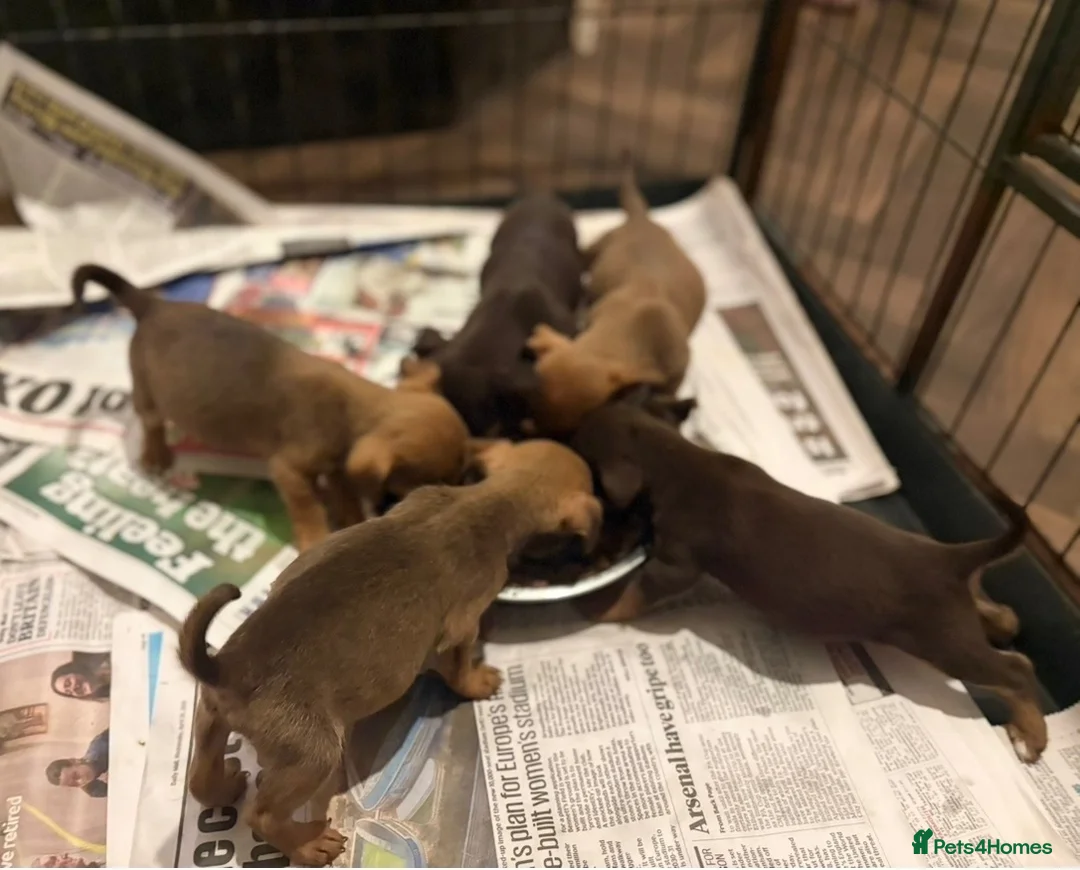 Jack Russell dogs for sale: Beautiful miniature Jack Russell puppies  - Advert 1
