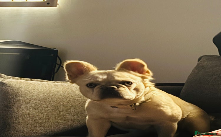 French Bulldog dogs - Advert 10