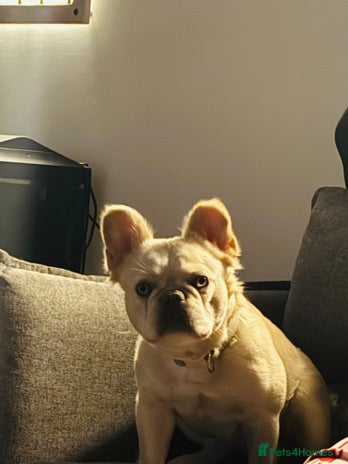 French Bulldog dogs - Advert 10