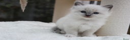 Ragdoll cats for sale: Blue Lynx Bicolour Ragdoll TICA Registered  - Advert 8