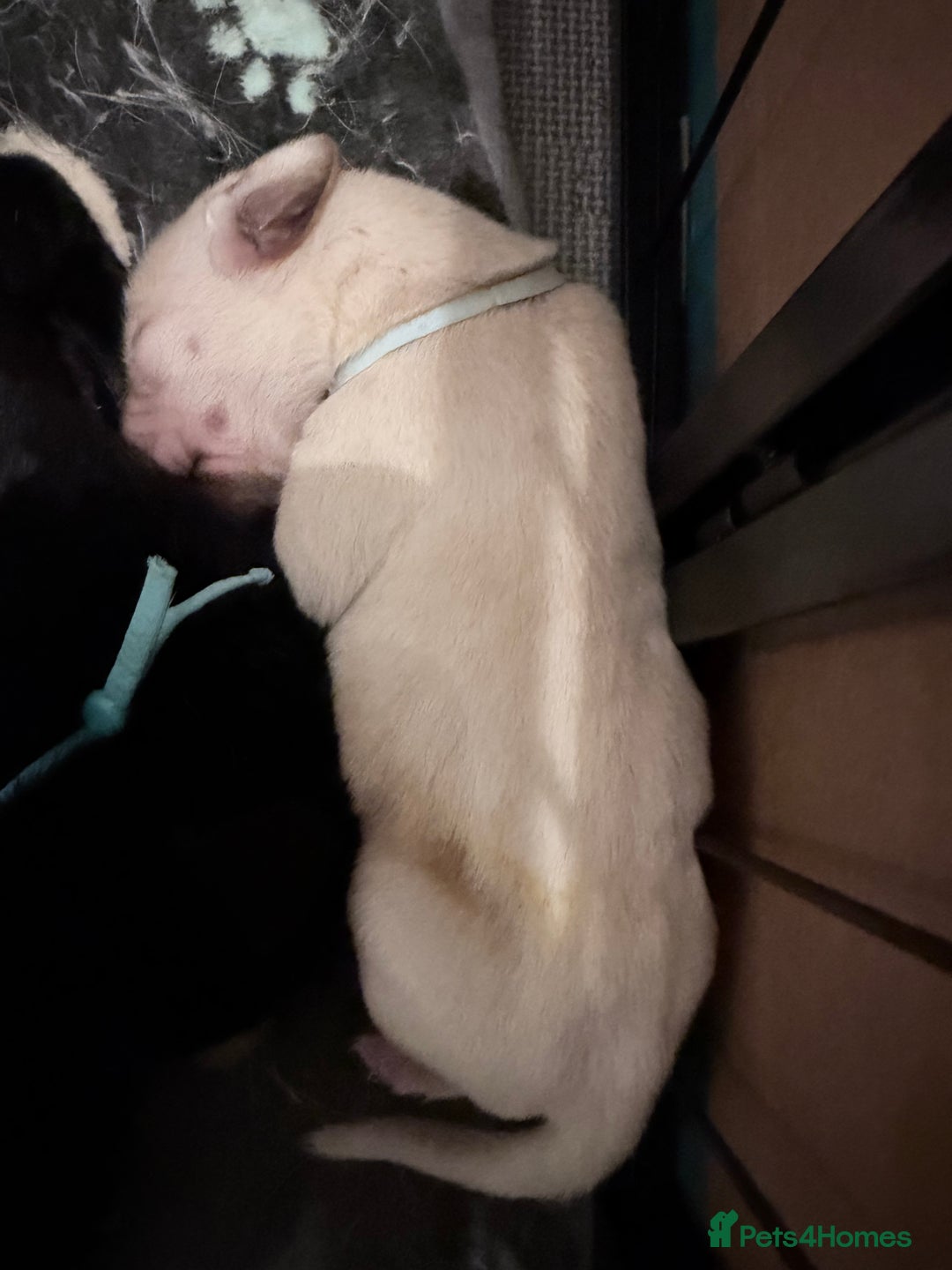 Labrador Retriever dogs for sale: 10 stunning KC reg black and yellow - Advert 9