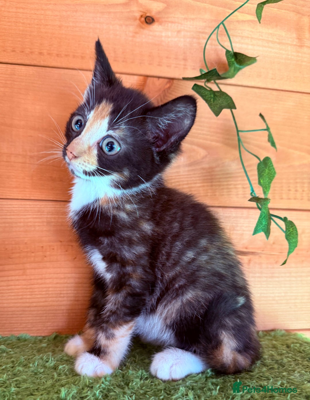 Domestic Shorthair cats for sale: GORGEOUS SHORT HAIRED FAMILY KITTENS  - Image 7
