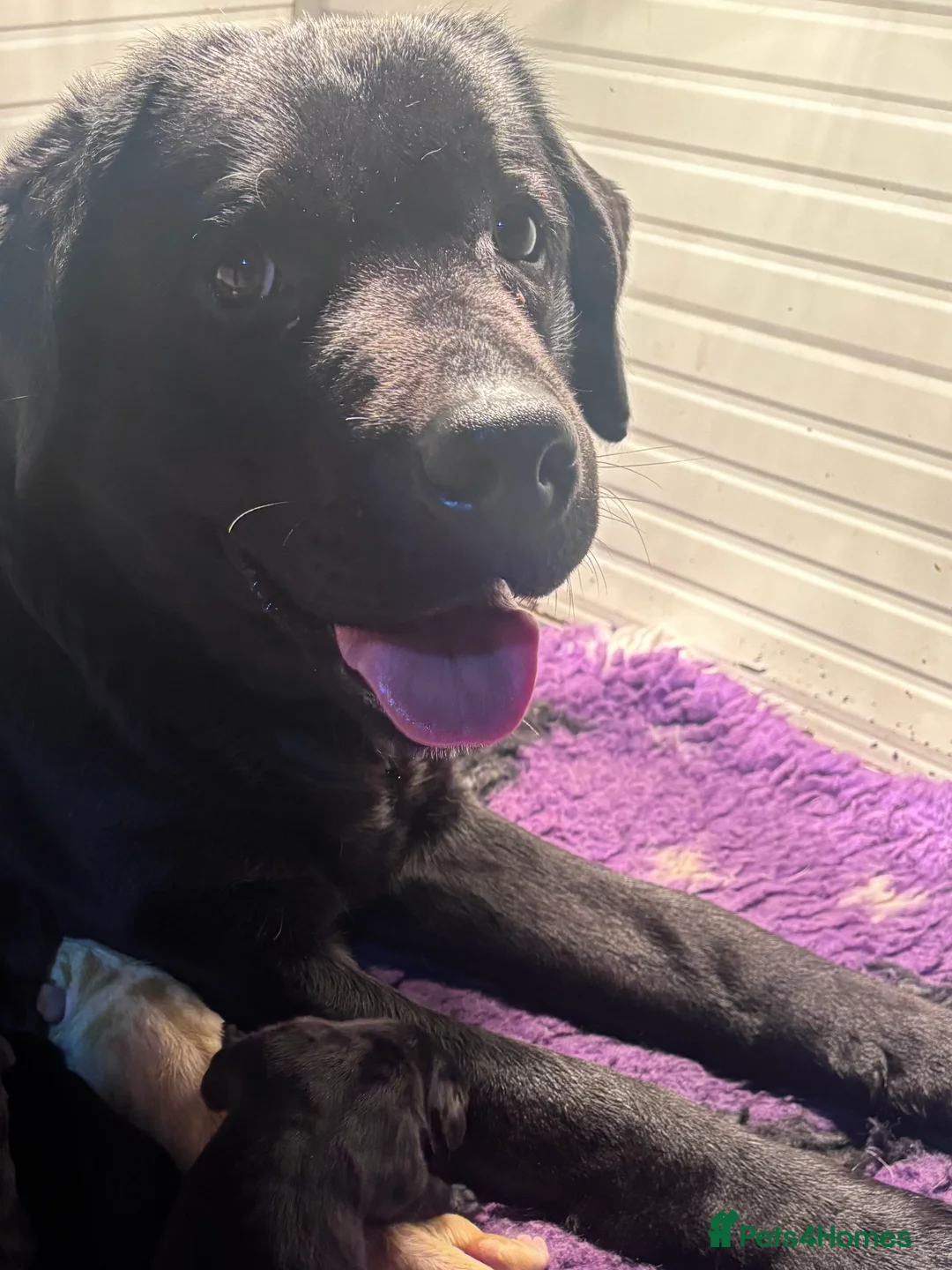 Labrador Retriever dogs for sale: Show Type Labrador Puppies - Advert 1