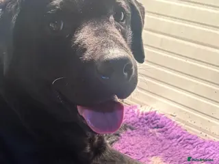 Labrador Retriever dogs Show Type Labrador Puppies - Advert 8