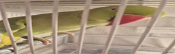 Parrots birds for sale: Ringneck parrot  in Hounslow - Advert 2