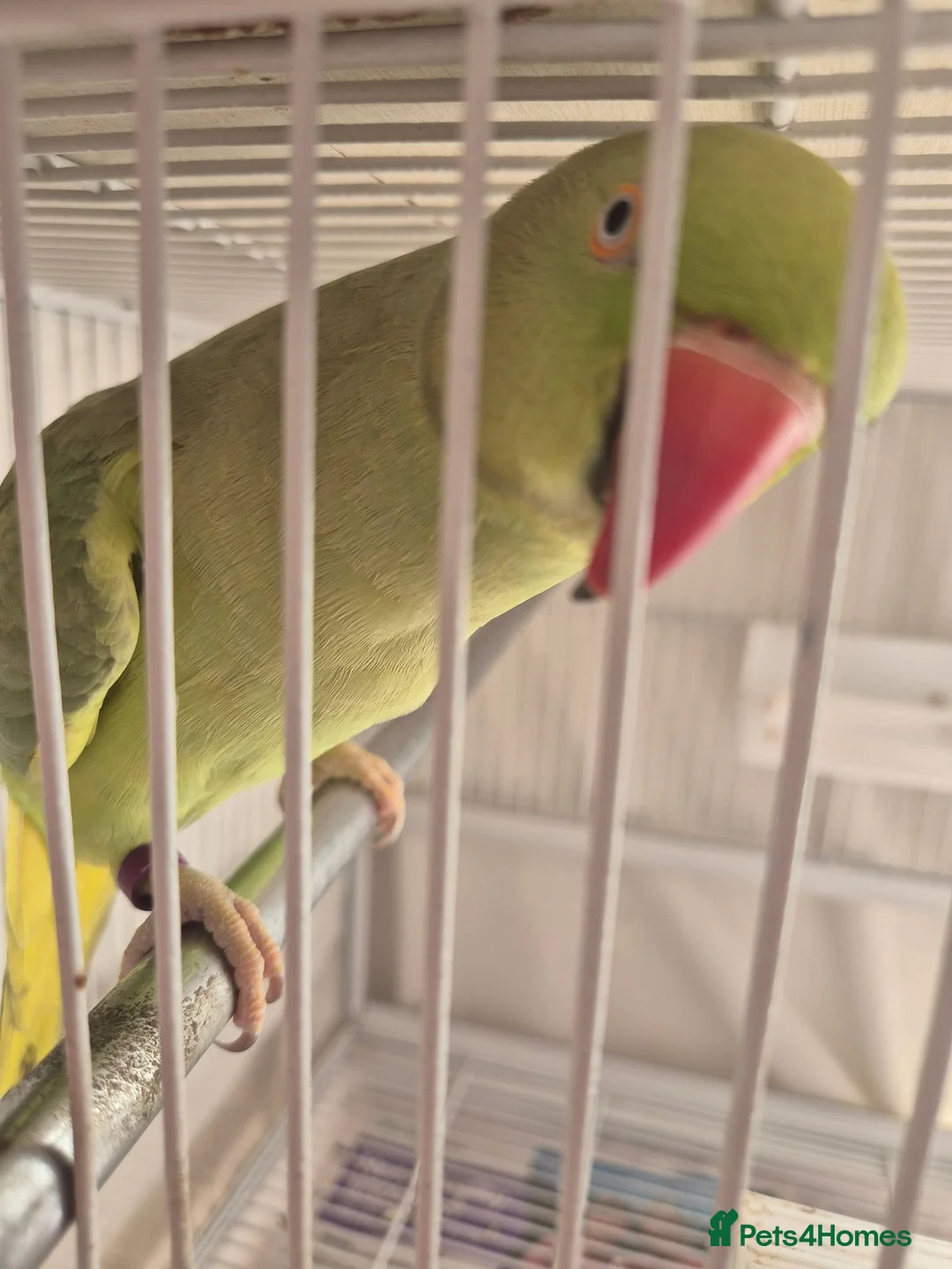 Parrots birds for sale: Ringneck parrot  in Hounslow - Advert 2