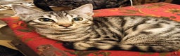 Bengal cats for sale: Bengal Adolescent & Young Adult Entire Males - Advert 18