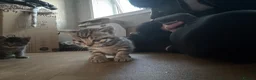 Bengal cats for sale: Bengal X kittens - Advert 12