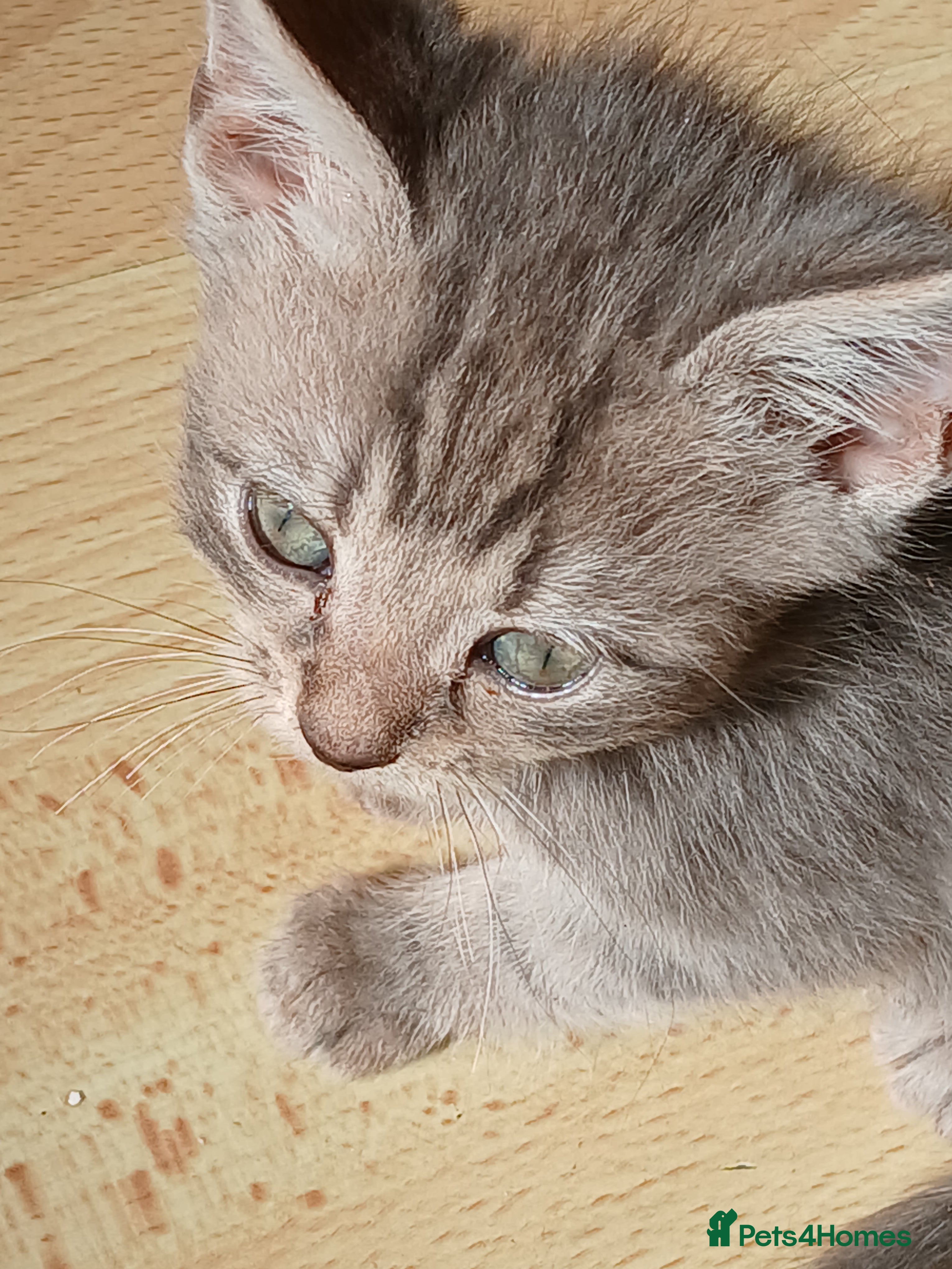 Mixed Breed cats Kittens for sale nr Truro - Advert 10