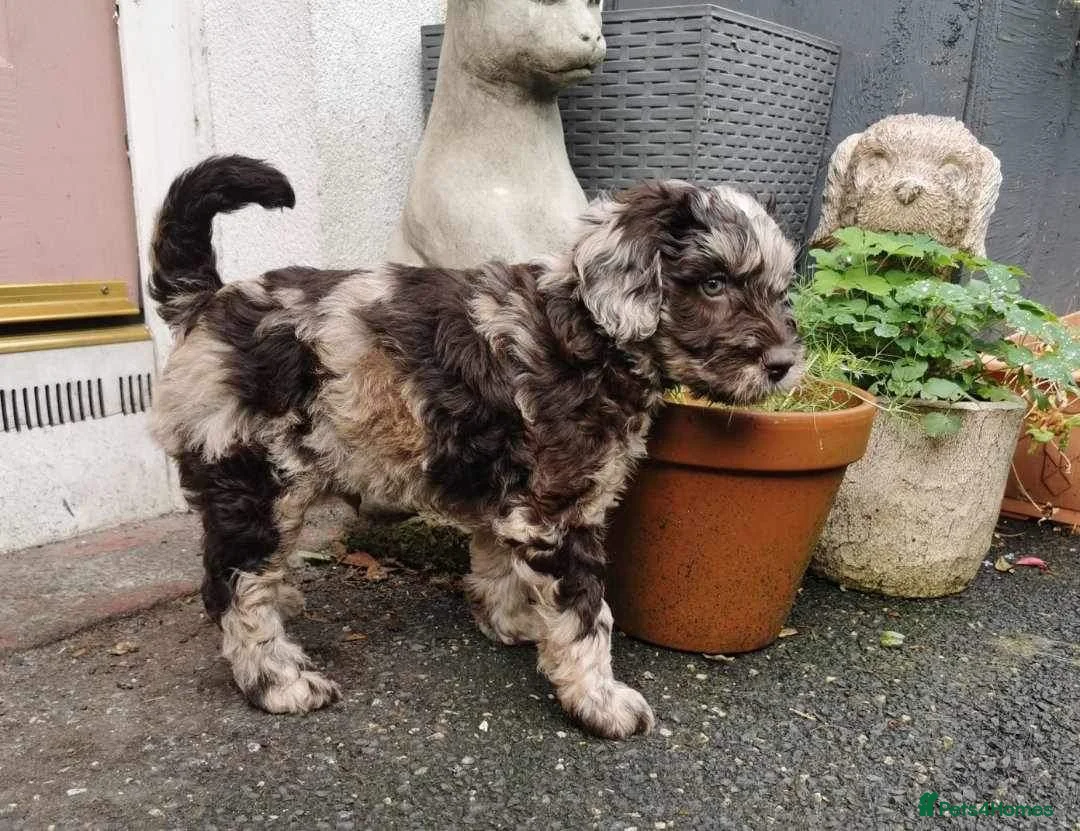 Cockapoo dogs for stud: Multigen Harlequin Merle Cockapoo at Stud in Manchester - Advert 13