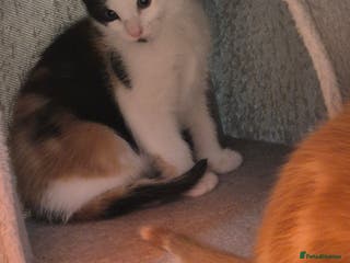 Mixed Breed cats Cute kitten - Advert 10