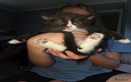 Ragdoll cats for sale: 3 beautiful girls ragdoll x domestic left! - Image 6