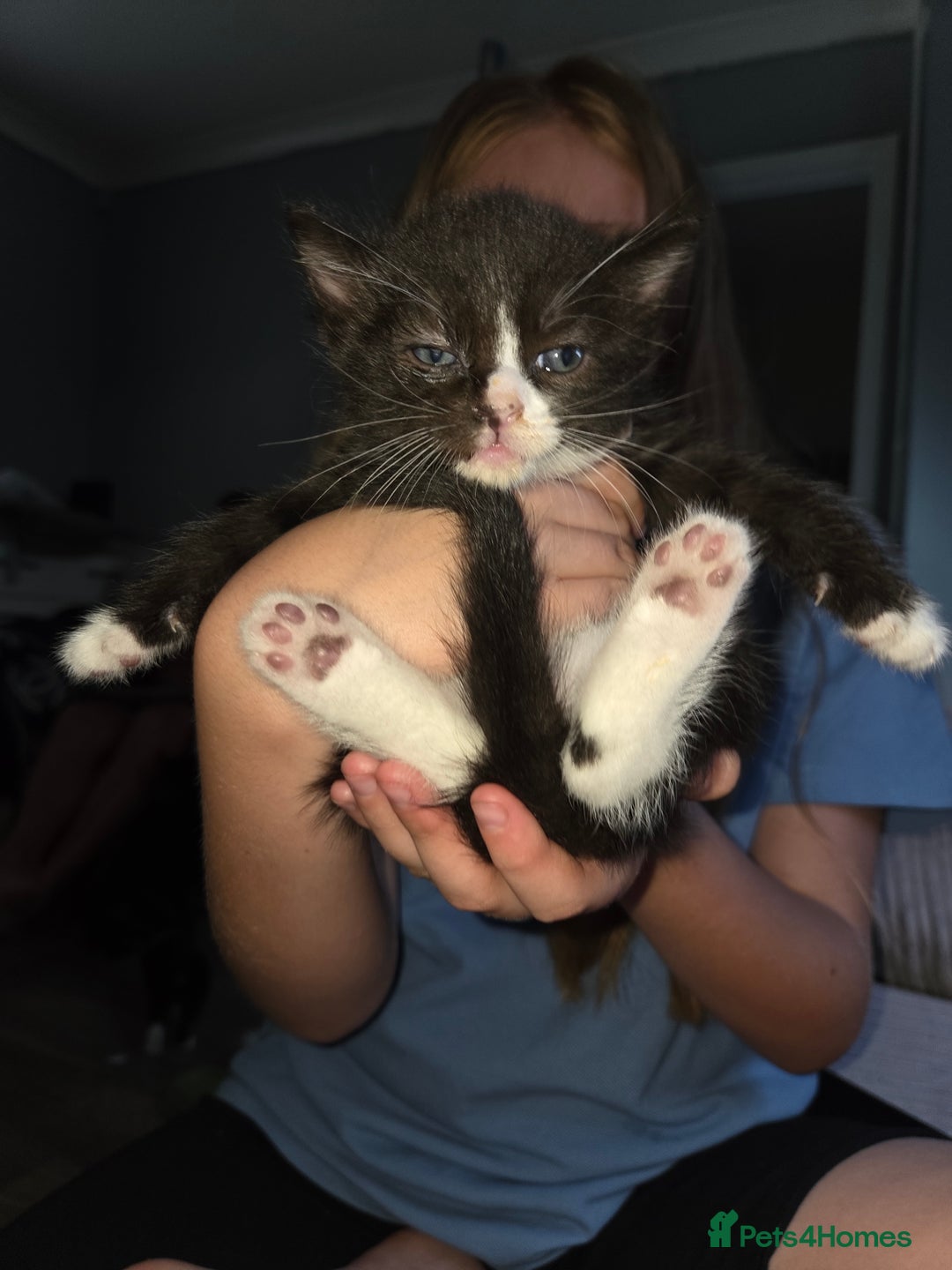 Ragdoll cats for sale: 3 beautiful girls ragdoll x domestic left! - Image 6