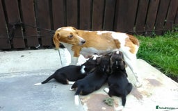 Basset Hound dogs for sale: Basset hound pups  - Image 1