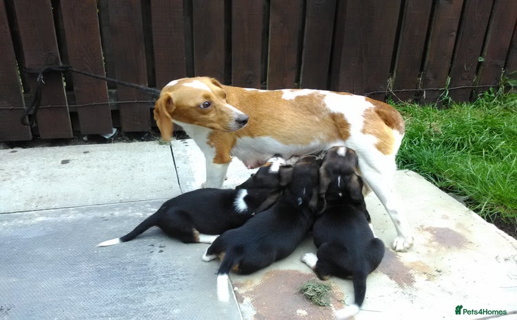 Basset Hound dogs - Advert 1