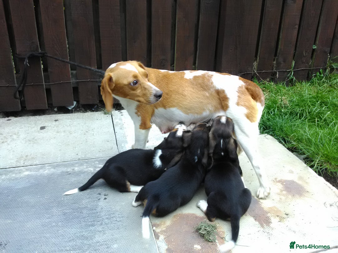 Basset Hound dogs for sale: Basset hound pups  - Image 1