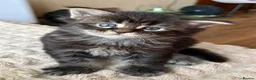 Maine Coon cats for sale: Fluffy Maine Coon Kittens - Advert 29