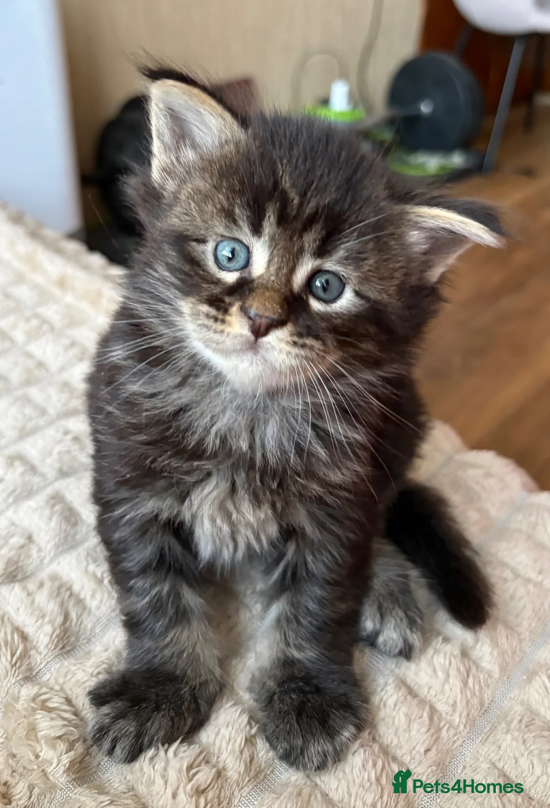Maine Coon cats for sale: Fluffy Maine Coon Kittens - Advert 29