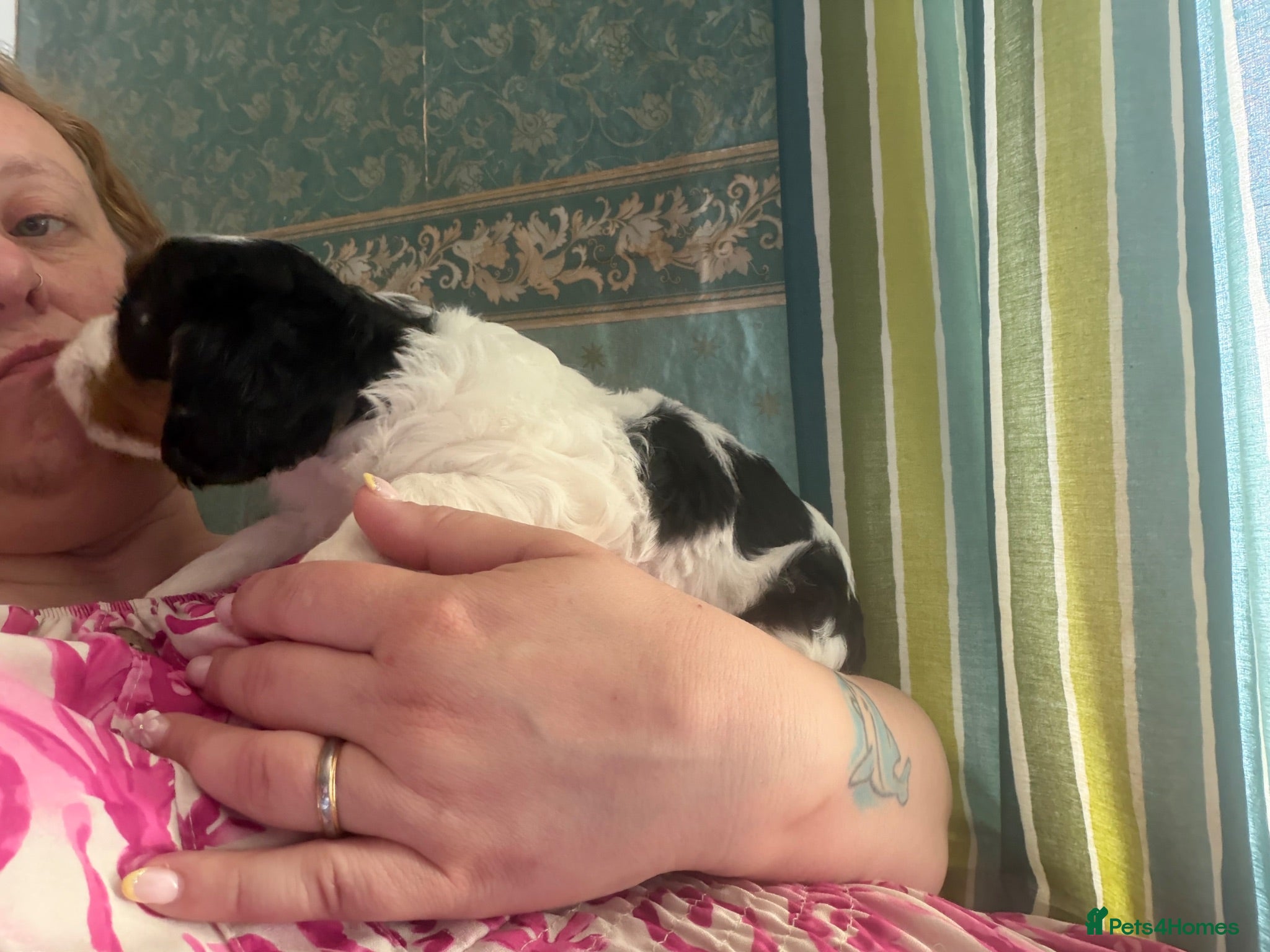 Cavalier King Charles Spaniel dogs 7 week old King Charles spaniel - Advert 1