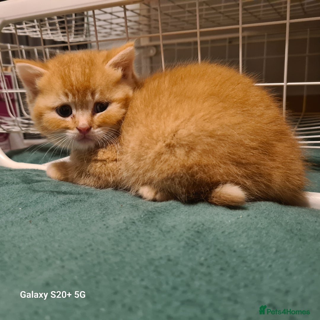 Scottish Fold cats for sale: Scottish fold looking for forever home - Image 20