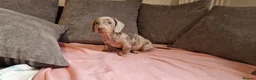 Miniature Dachshund dogs for sale: Ready to Leave  2 male 1 female in Bradford - Advert 10