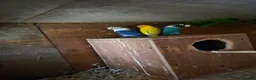 Mixed Breed birds for sale: Birds  - Advert 17