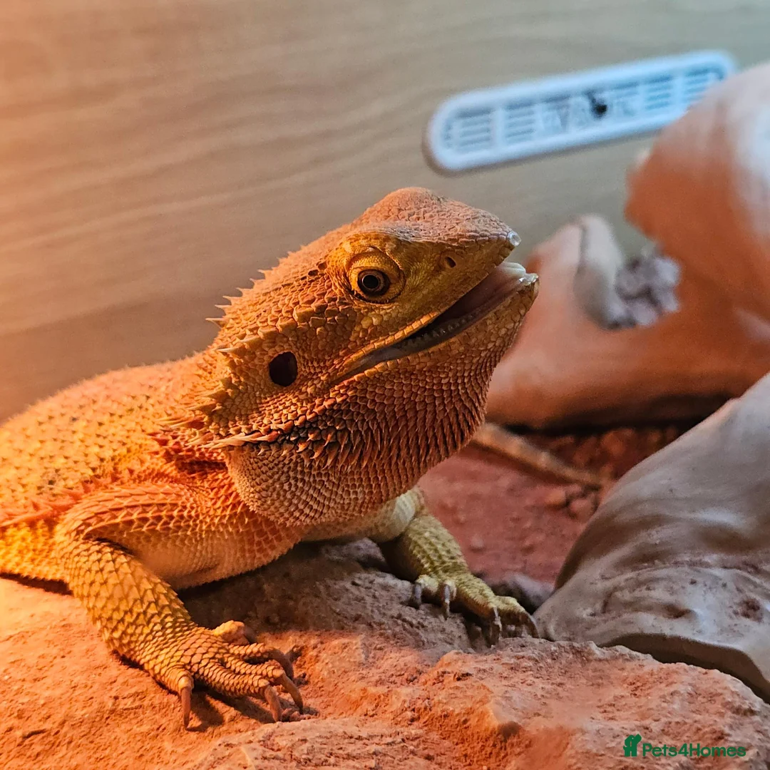 Bearded Dragon reptiles for sale: Bearded Dragon with Complete Vivarium Setup in Barnet - Advert 2