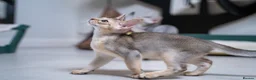 Abyssinian cats for sale: Basilio-Silver Abyssinian- Cutest & Ready NOW! - Advert 11