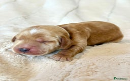 Cocker Spaniel dogs for sale: KC Reg Fully Health Tested Showline Cocker Spaniel - Image 23