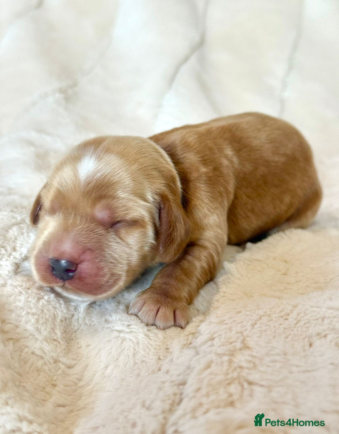 Cocker Spaniel dogs for sale: KC Reg Fully Health Tested Showline Cocker Spaniel - Image 23
