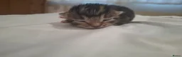 Mixed Breed cats for sale: Four adorable kitten - one boy and three girls - Advert 13