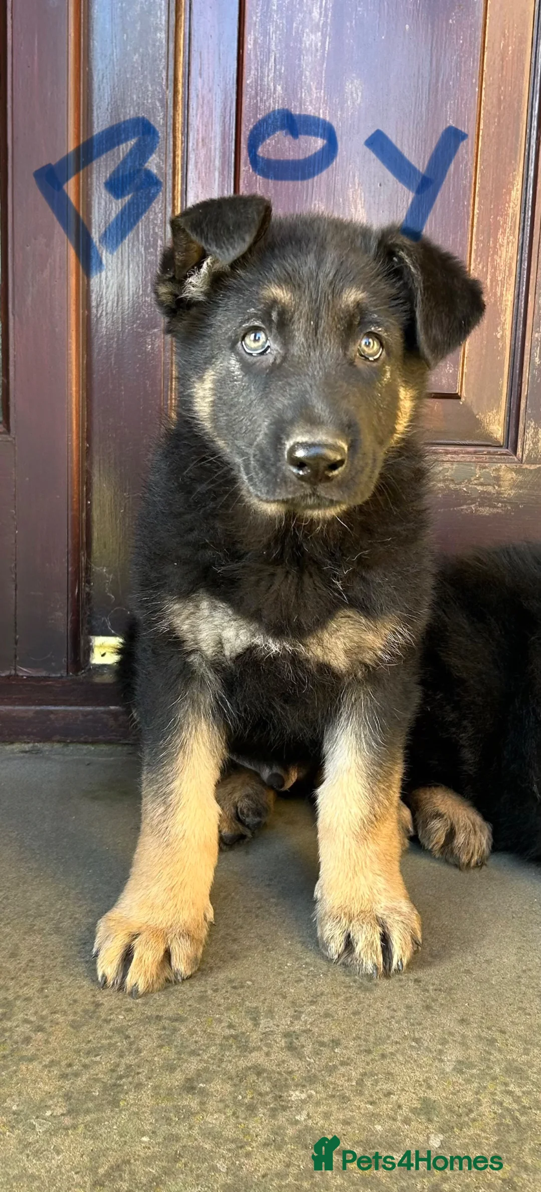German Shepherd dogs for sale: STUNNING KC GSD CHAMPION  - Advert 11