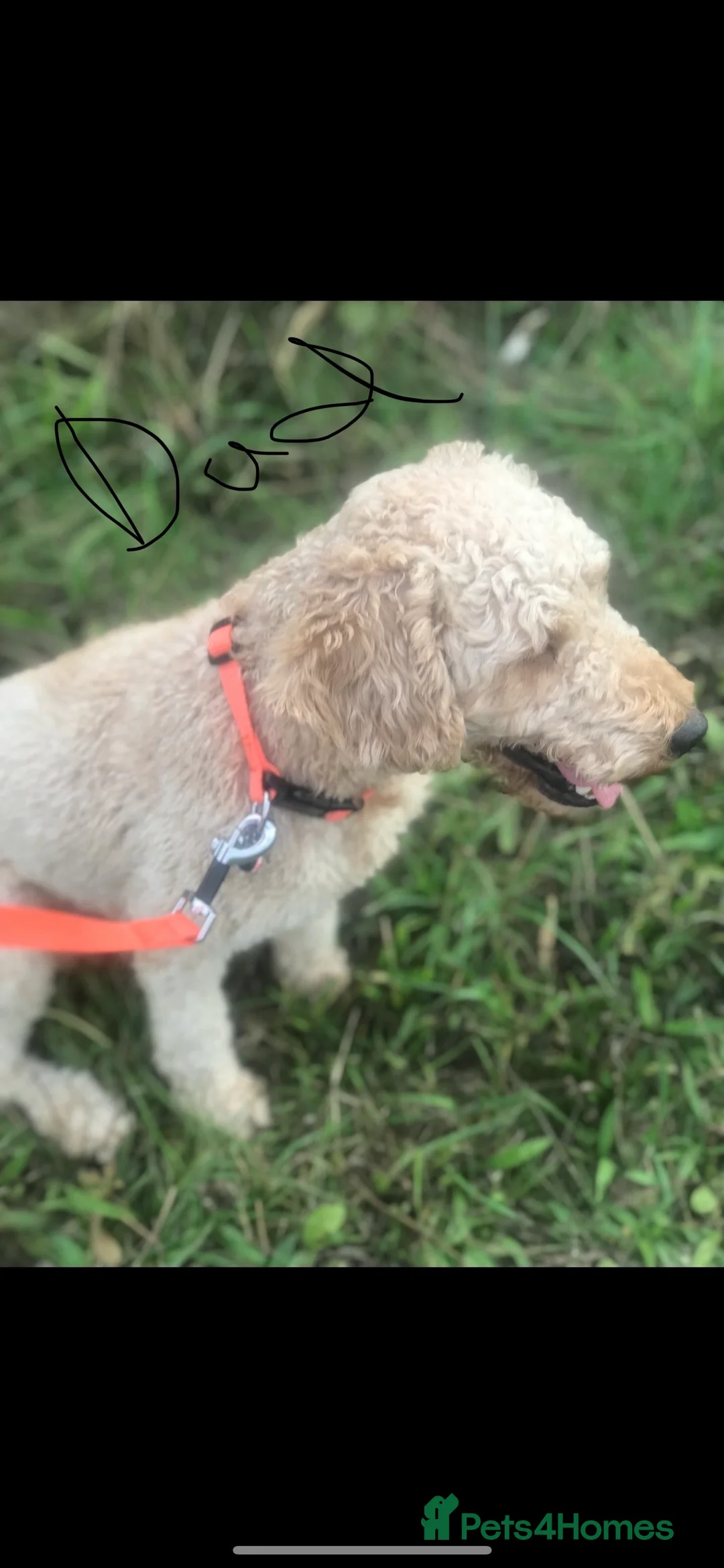 Cockapoo dogs for sale: F1 cockapoos  - Advert 8