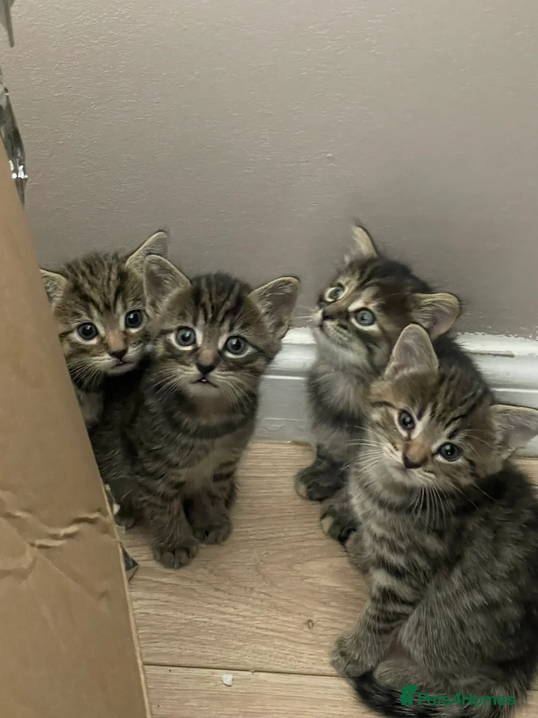 Mixed Breed cats for sale: 4 beautiful loving kittens  - Advert 5