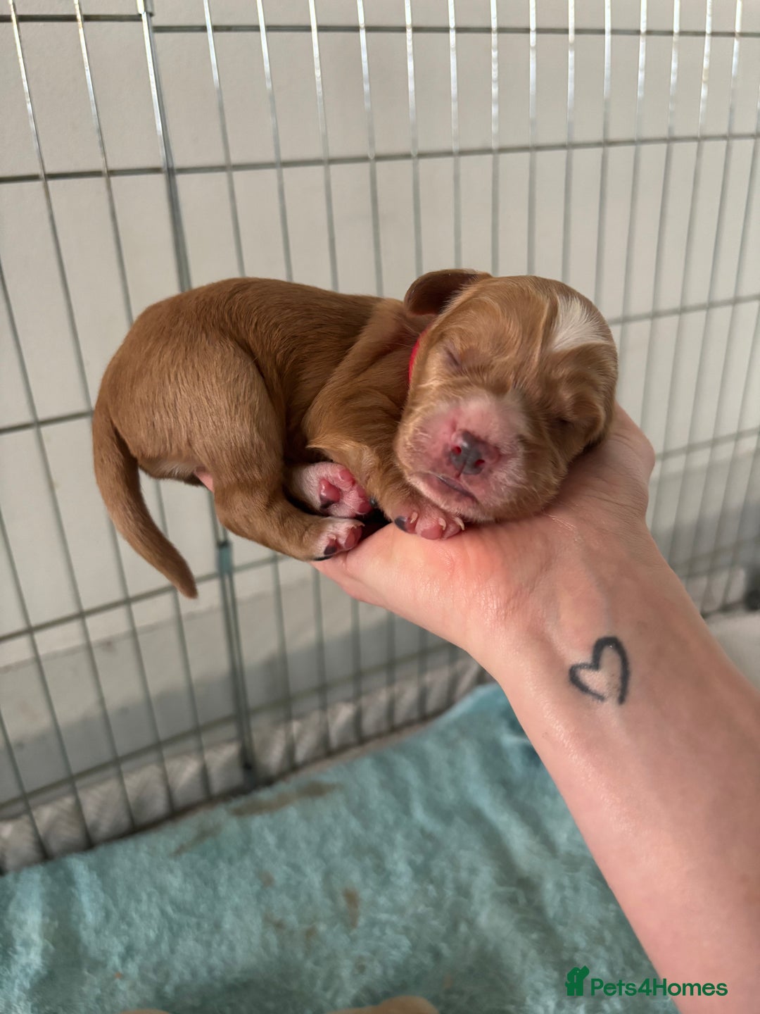 Cocker Spaniel dogs for sale: Cocker Spaniel Puppies - Advert 5