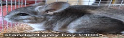 Chinchilla rodents for sale: Beautiful chinchillas - various colours - Advert 7